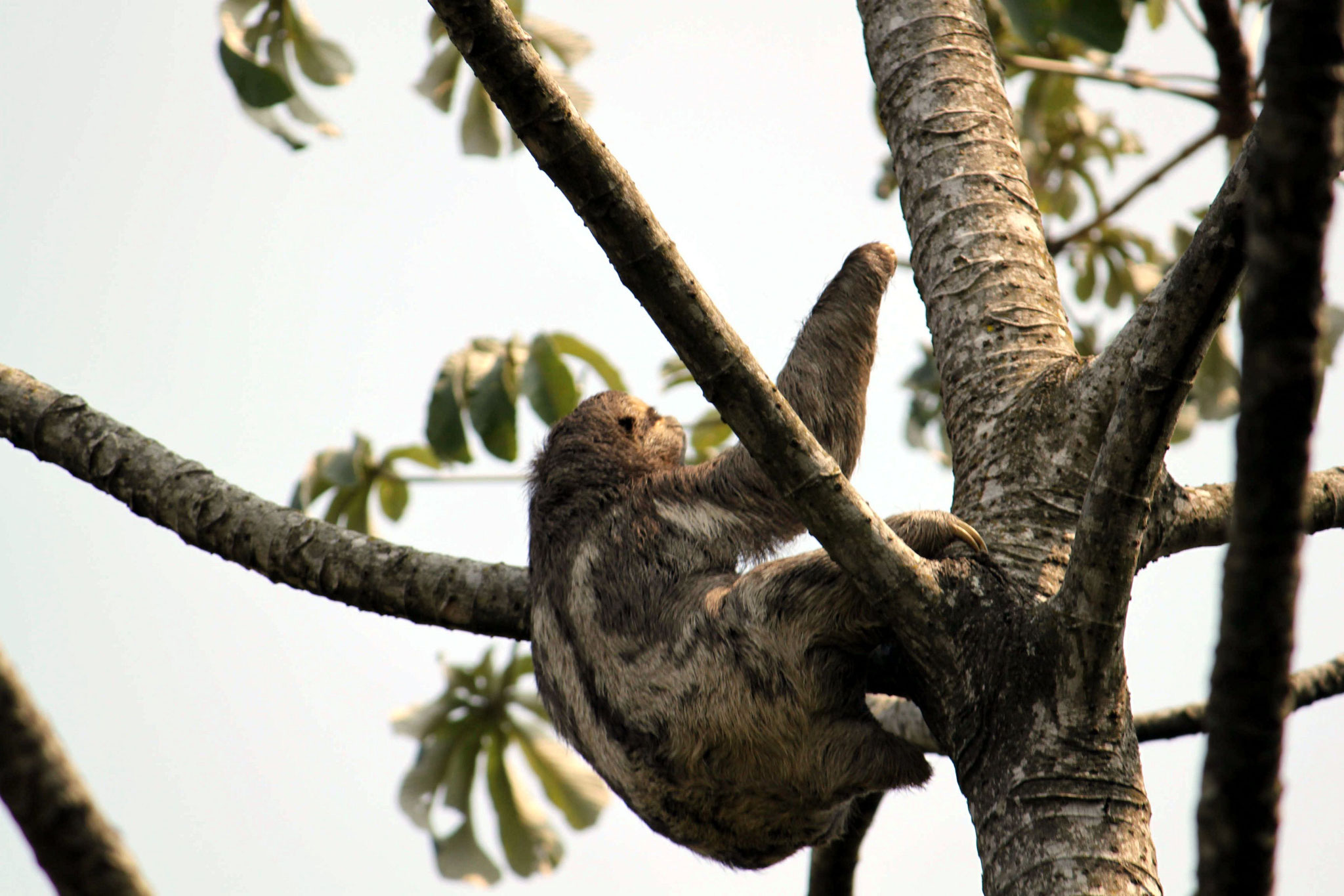 Faultier im Pantanal Boliviens