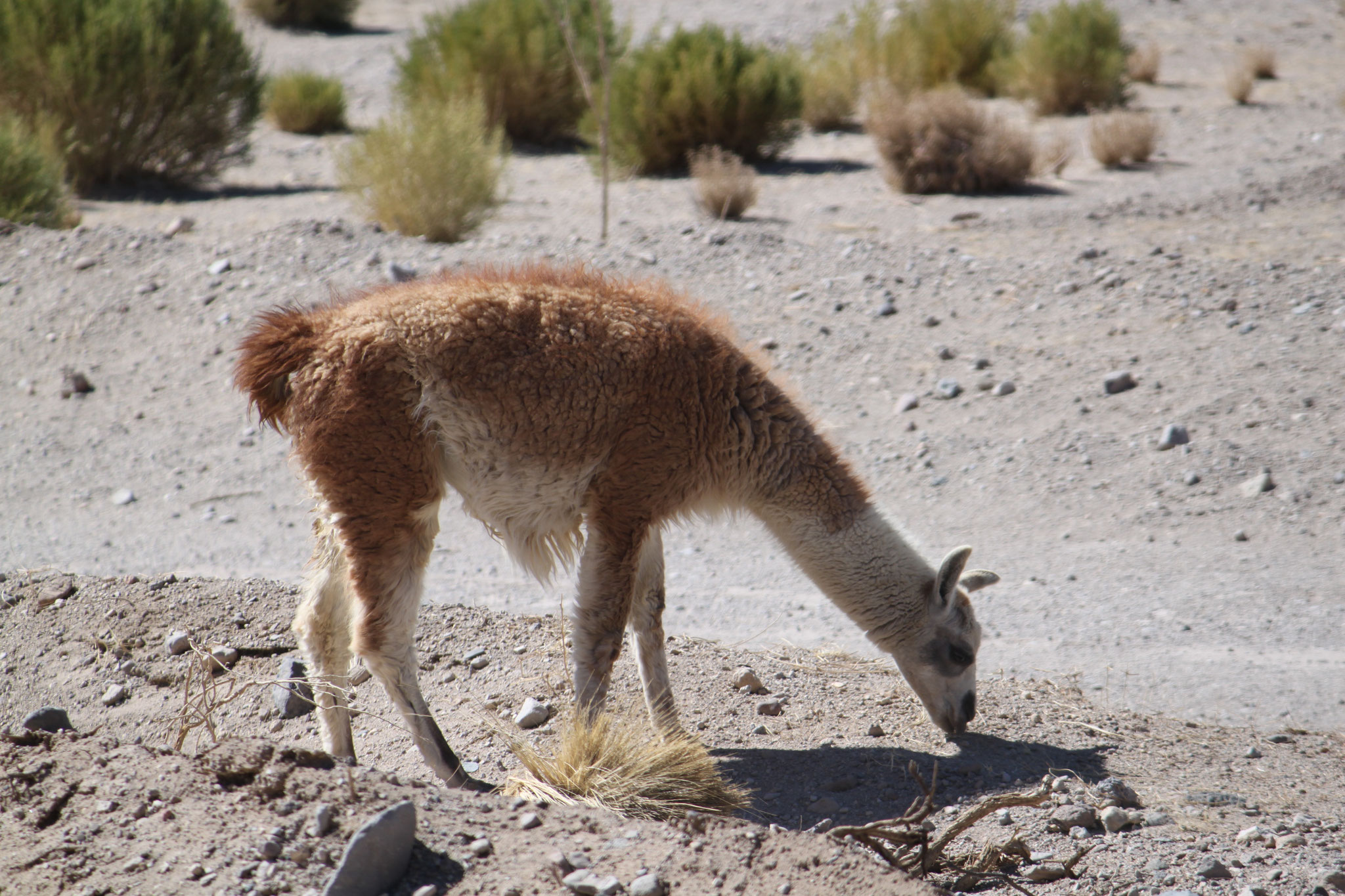 Vicuña im Hochland Boliviens