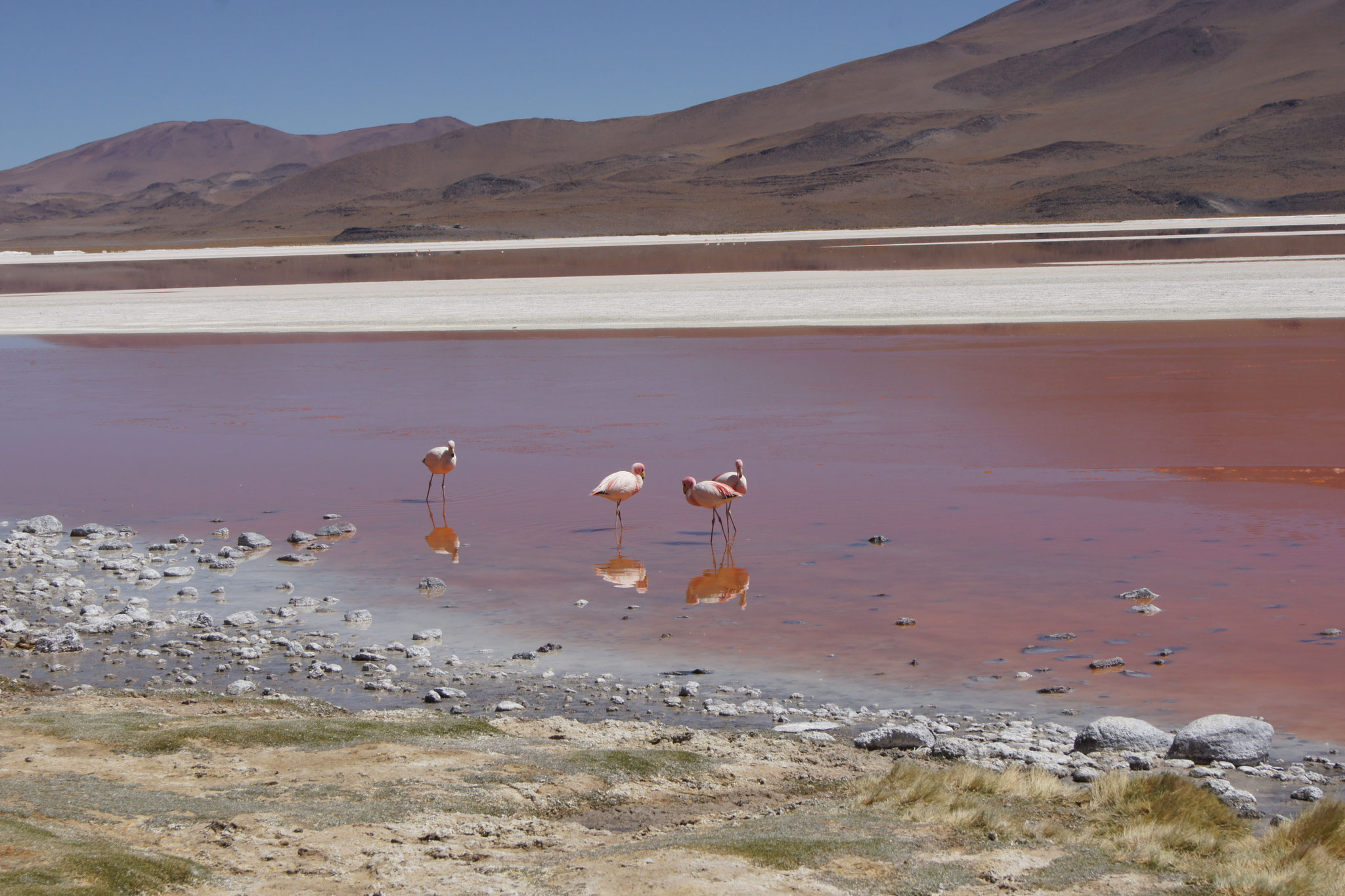 Privat geführte Reisen durch Bolivien - Laguna Colorada bei Uyuni